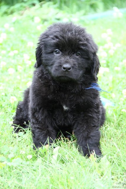 Фото: ньюфаундленд Patrisiya  Kaas  iz Medvej'ego YAra (Патрисия  Каас  из Медвежьего Яра)