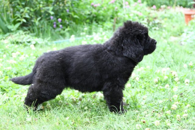 Фото: сука 3