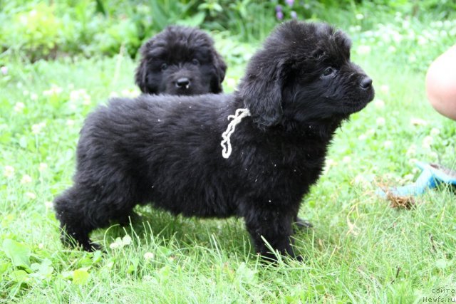 Фото: ньюфаундленд Perfekt  Stayl  iz Medvej'ego YAra (Перфект  Стайл  из Медвежьего Яра)