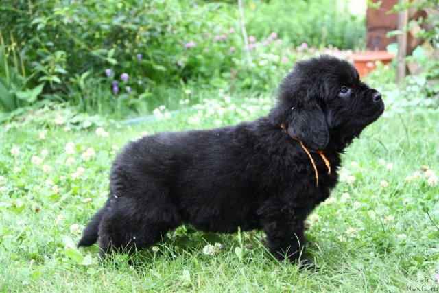 Фото: ньюфаундленд Persona Grata iz Medvej'ego  YAra (Персона Грата из Медвежьего  Яра)