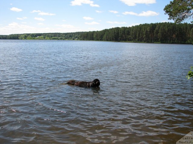 Фото: ньюфаундленд Ivan Tsarevich iz Tihogo Omuta (Иван Царевич из Тихого Омута)