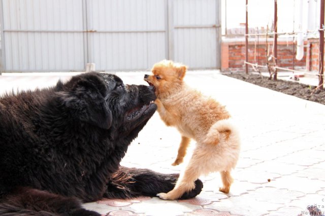 Фото: ньюфаундленд Ark Veles (Арк Велес)