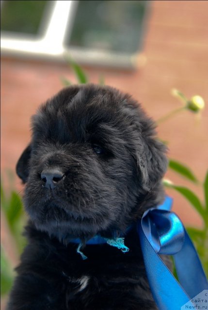 Фото: ньюфаундленд Sent Djons CHerchill' (Сент Джонс Черчилль)