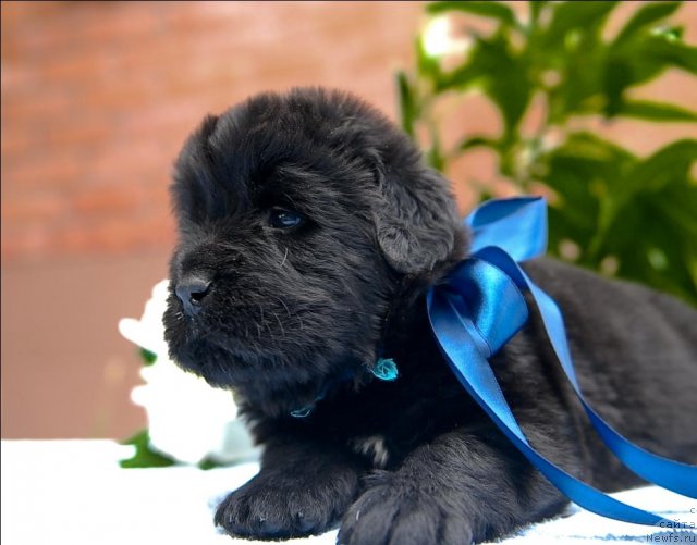 Фото: ньюфаундленд Sent Djons CHerchill' (Сент Джонс Черчилль)