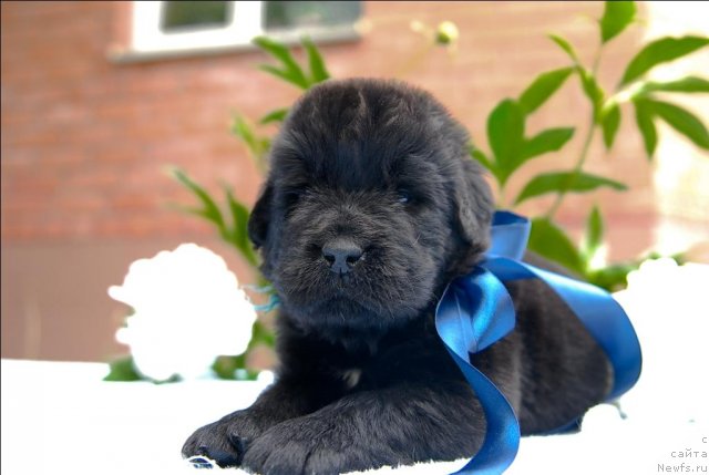 Фото: ньюфаундленд Sent Djons CHerchill' (Сент Джонс Черчилль)