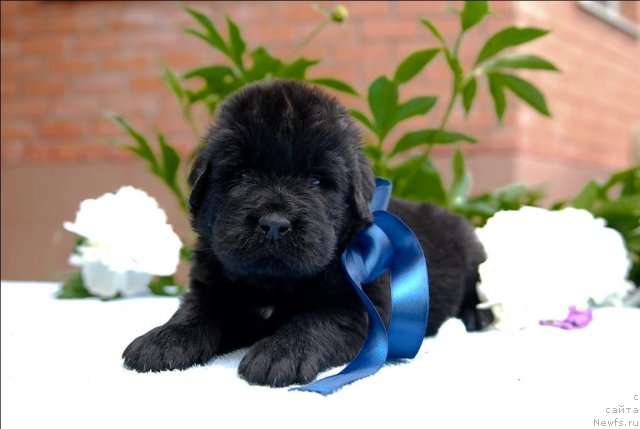 Фото: ньюфаундленд Sent Djons CHerchill' (Сент Джонс Черчилль)