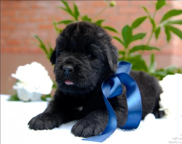 Фото: ньюфаундленд Sent Djons CHerchill' (Сент Джонс Черчилль)