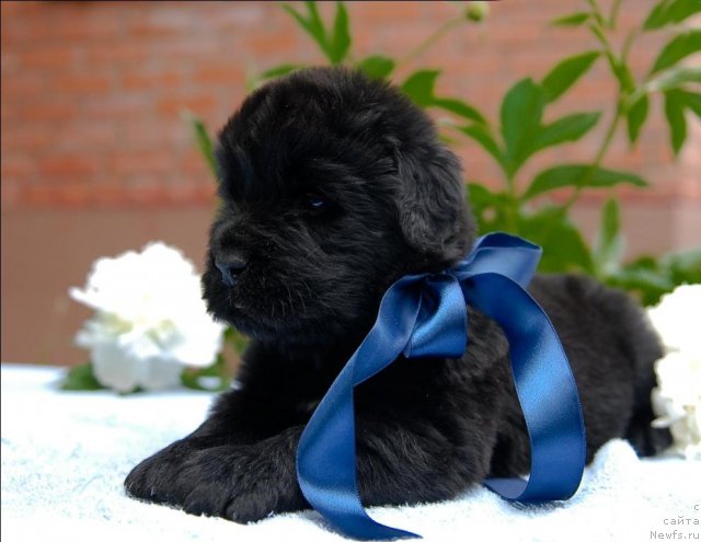 Фото: ньюфаундленд Sent Djons CHerchill' (Сент Джонс Черчилль)