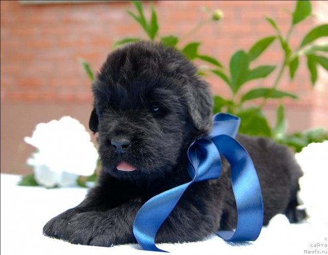 Фото: ньюфаундленд Sent Djons CHerchill' (Сент Джонс Черчилль)