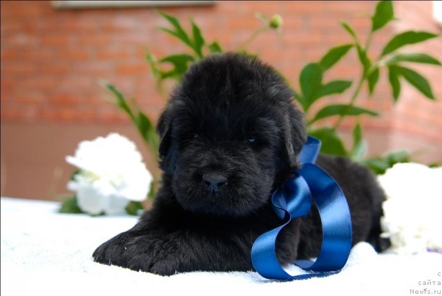 Фото: ньюфаундленд Sent Djons CHerchill' (Сент Джонс Черчилль)