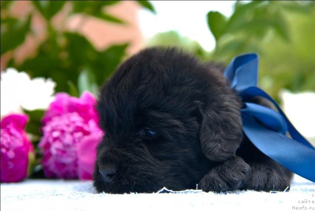 Фото: ньюфаундленд Sent Djons CHerchill' (Сент Джонс Черчилль)