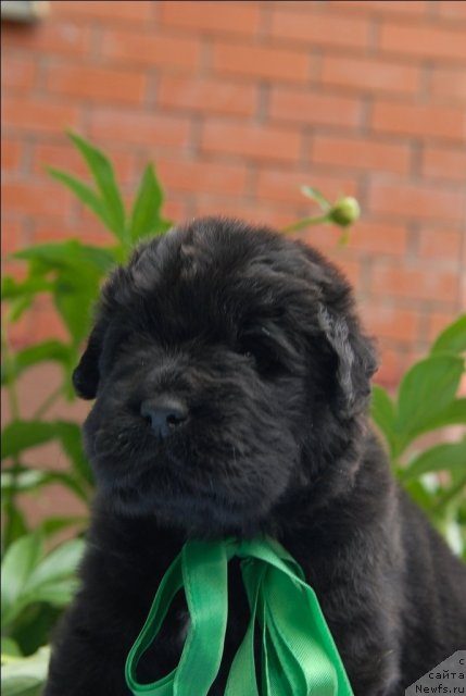 Фото: ньюфаундленд Sent Djons CHelenjer (Сент Джонс Челенжер)