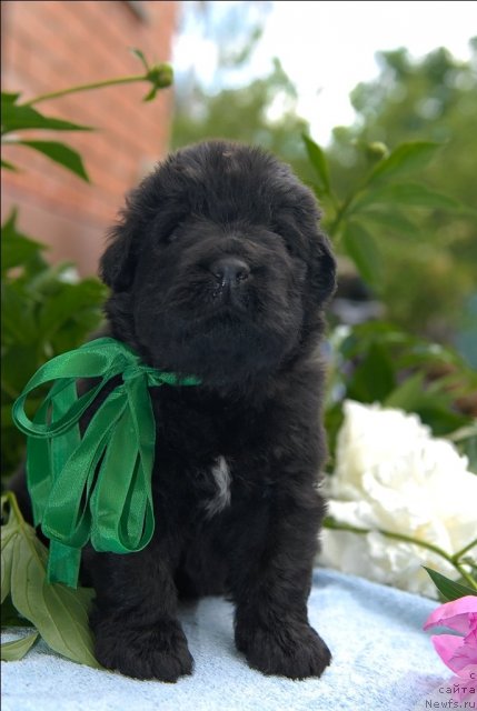 Фото: ньюфаундленд Sent Djons CHelenjer (Сент Джонс Челенжер)