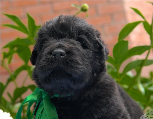 Фото: ньюфаундленд Sent Djons CHelenjer (Сент Джонс Челенжер)