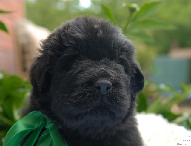 Фото: ньюфаундленд Sent Djons CHelenjer (Сент Джонс Челенжер)