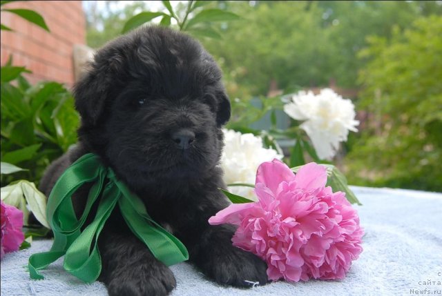 Фото: ньюфаундленд Sent Djons CHelenjer (Сент Джонс Челенжер)