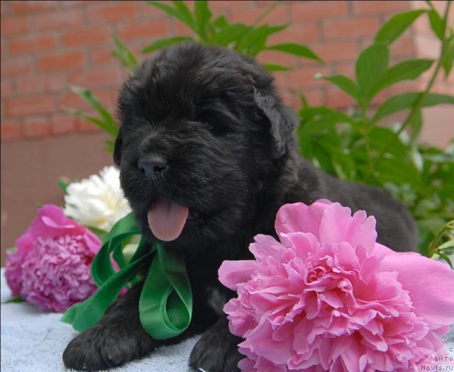 Фото: ньюфаундленд Sent Djons CHelenjer (Сент Джонс Челенжер)