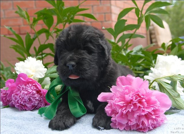 Фото: ньюфаундленд Sent Djons CHelenjer (Сент Джонс Челенжер)