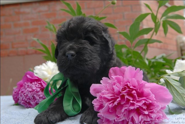 Фото: ньюфаундленд Sent Djons CHelenjer (Сент Джонс Челенжер)