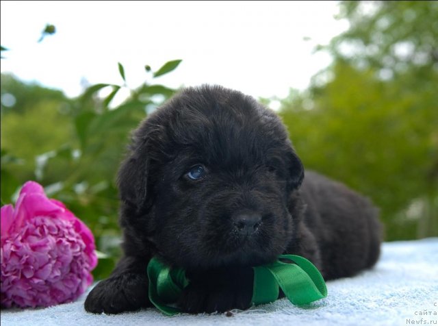 Фото: ньюфаундленд Sent Djons CHelenjer (Сент Джонс Челенжер)