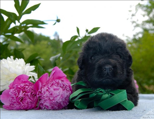 Фото: ньюфаундленд Sent Djons CHelenjer (Сент Джонс Челенжер)