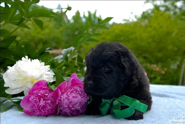 Фото: ньюфаундленд Sent Djons CHelenjer (Сент Джонс Челенжер)
