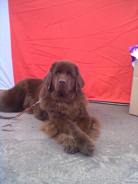 Фото: ньюфаундленд Chernyi Sharm Angel'skaya Krasota (Черный Шарм Ангельская Красота)