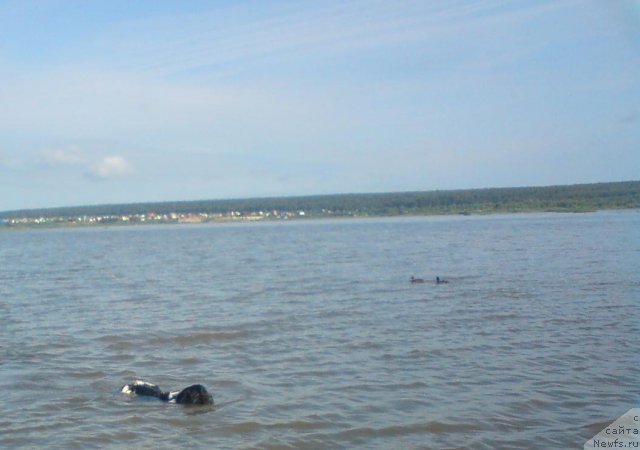 Фото: ньюфаундленд Kiper Soul Jemchujina Belaya (Кипер Соул Жемчужина Белая)