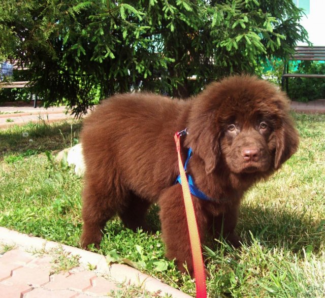 Фото: ньюфаундленд Jarden Obol'stitel' (Жарден Обольститель)