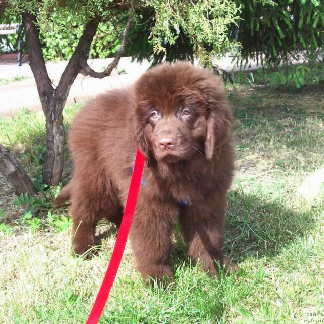 Фото: ньюфаундленд Jarden Obol'stitel' (Жарден Обольститель)