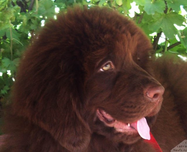 Фото: ньюфаундленд Jarden Obol'stitel' (Жарден Обольститель)