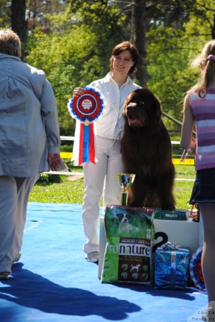 Фото: ньюфаундленд Lesnaja Skazka Korolevskiy Medved (Лесная Сказка Королевский Медведь)