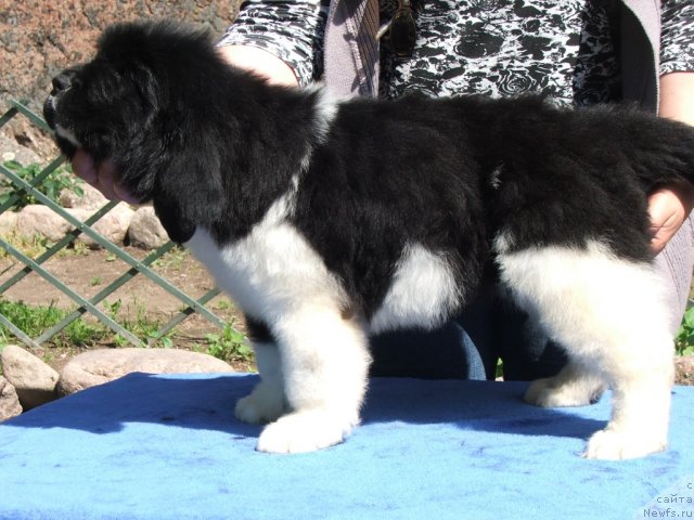 Фото: ньюфаундленд Plushevaya Panda Uiljam Venzenosnyj (Плюшевая Панда Уильям Венценосный)