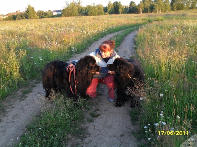 Фото: ньюфаундленд Toptyijka Spyaschaya Krasavica (Топтыжка Спящая Красавица), ньюфаундленд Toptyijka Diadema iz CHernogo Jemchuga (Топтыжка Диадема из Черного Жемчуга), Galina Afanas'eva (Галина Афанасьева)