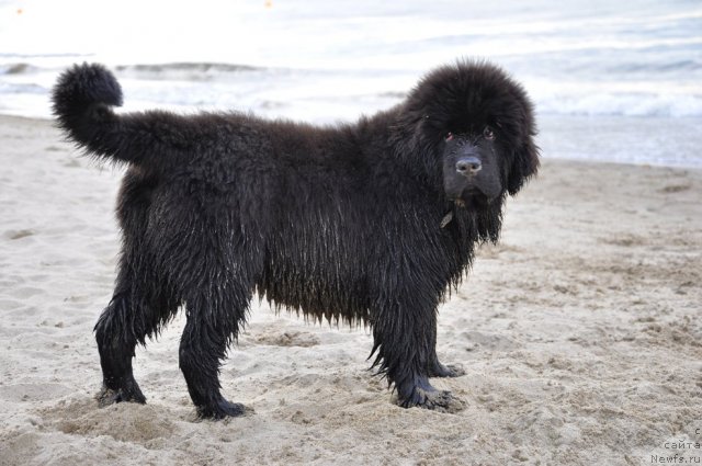 Фото: ньюфаундленд Skazochnaya Kroha Nerian (Сказочная Кроха Нериан)