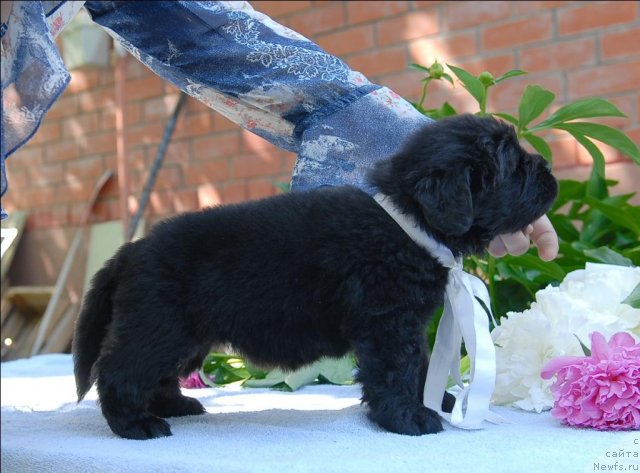 Фото: ньюфаундленд Sent Djons CHelsi (Сент Джонс Челси)