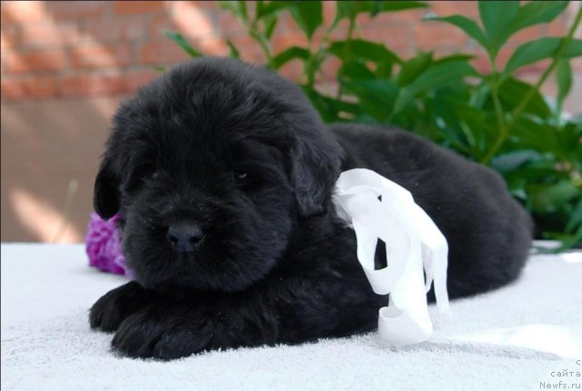 Фото: ньюфаундленд Sent Djons CHelsi (Сент Джонс Челси)