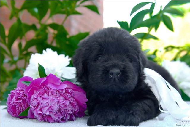 Фото: ньюфаундленд Sent Djons CHelsi (Сент Джонс Челси)