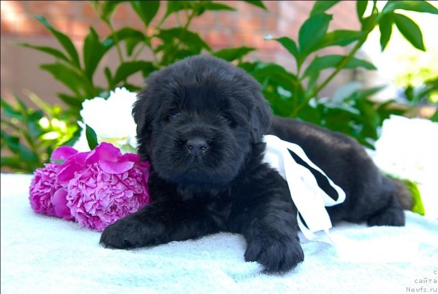 Фото: ньюфаундленд Sent Djons CHelsi (Сент Джонс Челси)