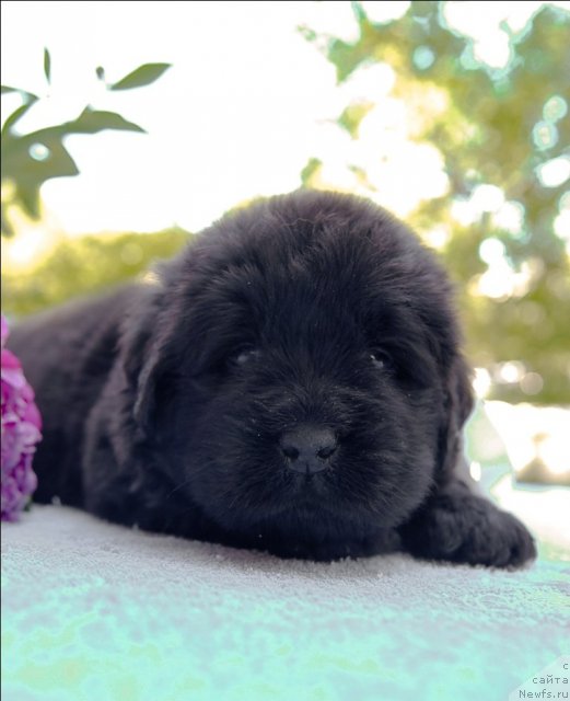 Фото: ньюфаундленд Sent Djons CHelsi (Сент Джонс Челси)