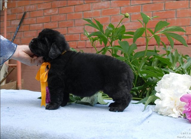 Фото: ньюфаундленд Sent Djons CHelesta (Сент Джонс Челеста)