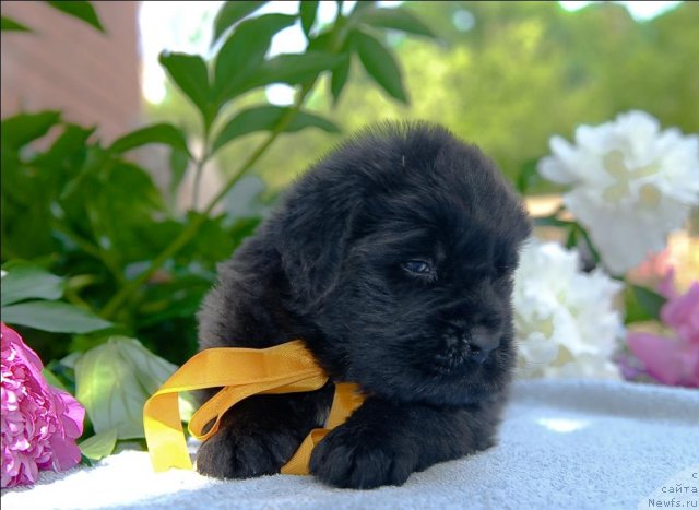 Фото: ньюфаундленд Sent Djons CHelesta (Сент Джонс Челеста)