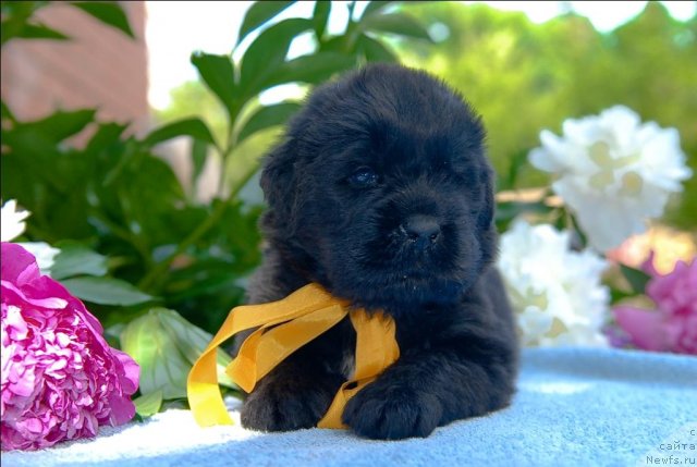 Фото: ньюфаундленд Sent Djons CHelesta (Сент Джонс Челеста)