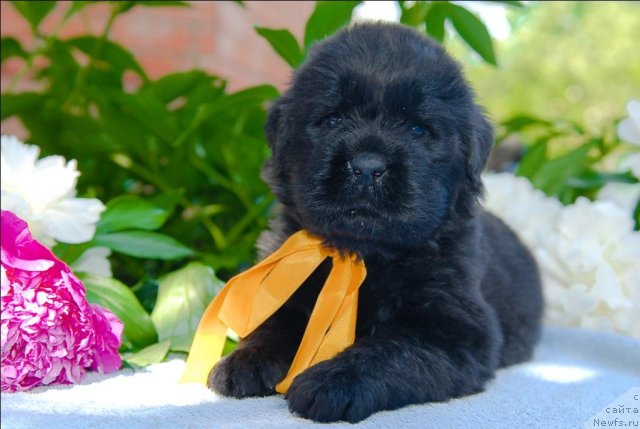 Фото: ньюфаундленд Sent Djons CHelesta (Сент Джонс Челеста)