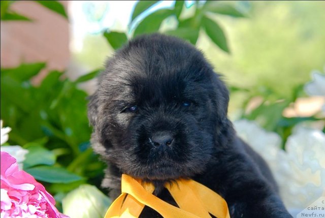 Фото: ньюфаундленд Sent Djons CHelesta (Сент Джонс Челеста)