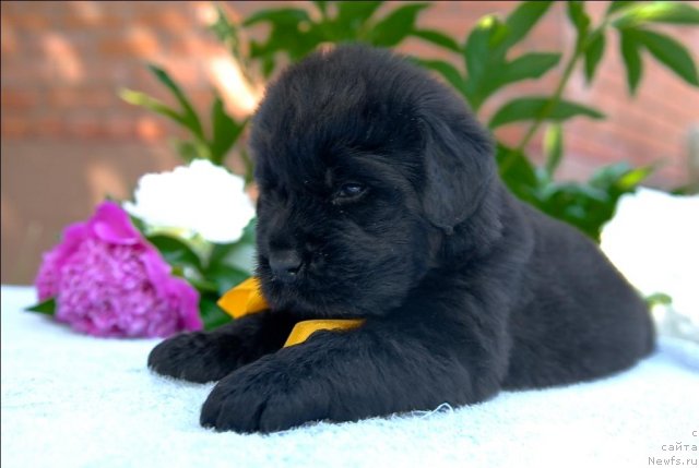 Фото: ньюфаундленд Sent Djons CHelesta (Сент Джонс Челеста)