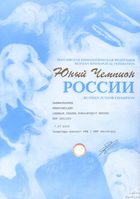 Фото: ньюфаундленд Lesnaja Skazka Korolevskiy Medved (Лесная Сказка Королевский Медведь)