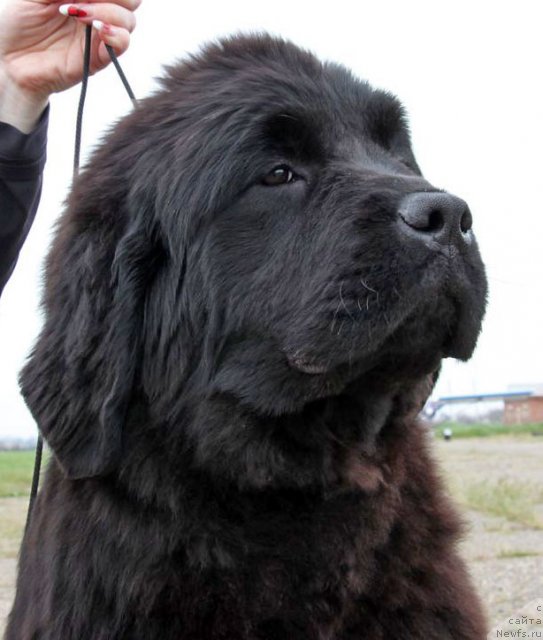 Фото: ньюфаундленд Violett Gryeys Of YEndjel (Виолетт Грэйс Оф Энджел)