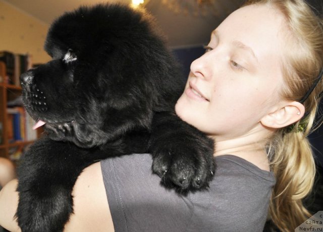 Фото: ньюфаундленд Beguschaya po Volnam Zurbagan (Бегущая по Волнам Зурбаган), Anastasiya Ryiseva (Анастасия Рысева)