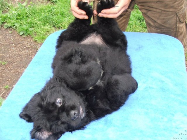 Фото: ньюфаундленд Plushevaya Panda Ustinja Savelevna (Плюшевая Панда Устинья Савельевна)